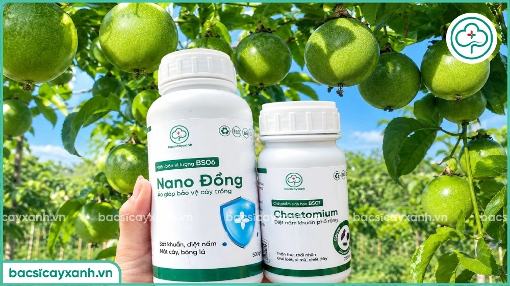 Bệnh đốm dầu bã trầu trên chanh dây